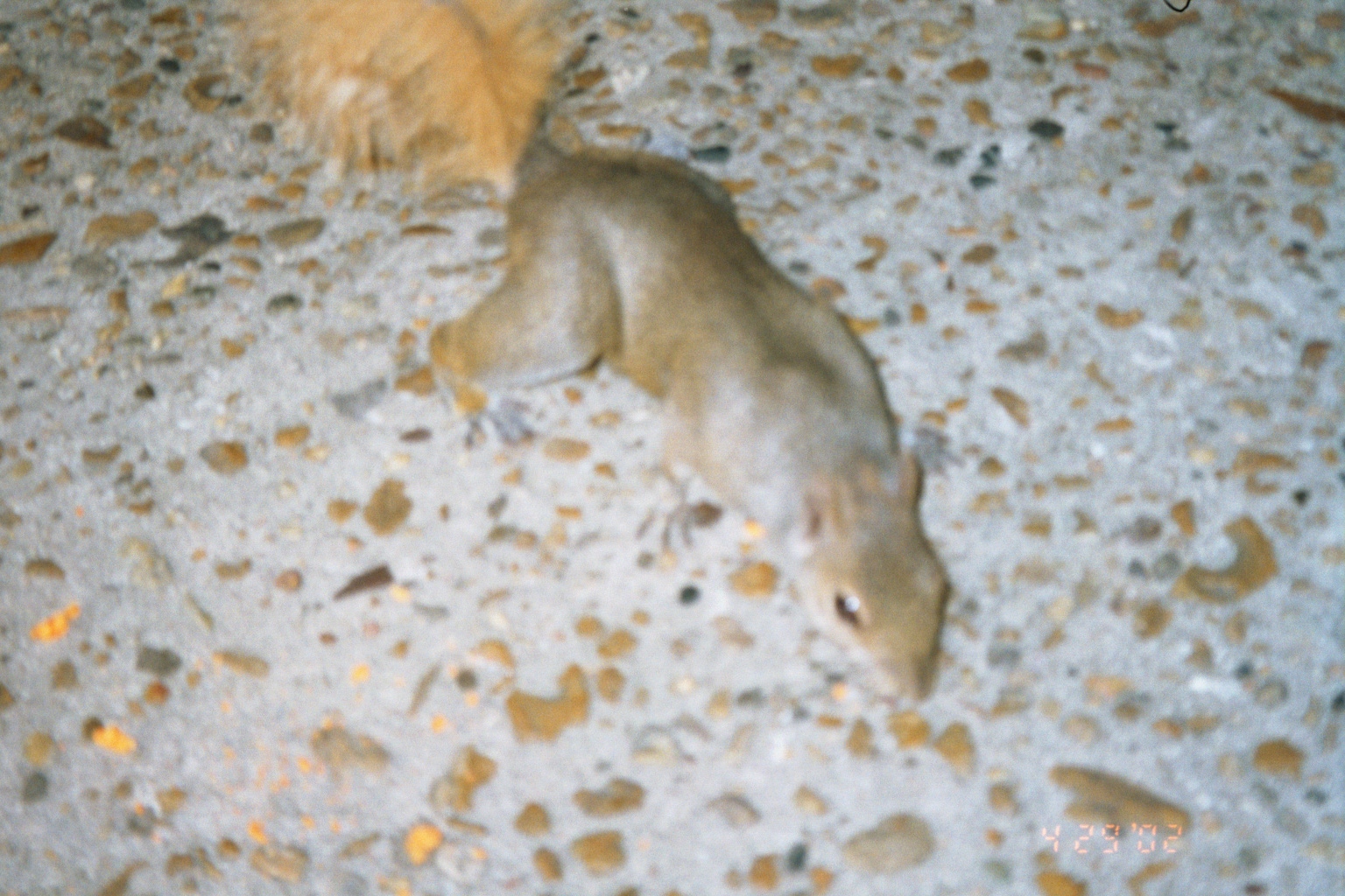 ./Ragtime/52 - Orange TX Apr 28 to Apr 29/picture19.jpg